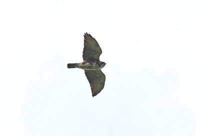 White-throated Hawk