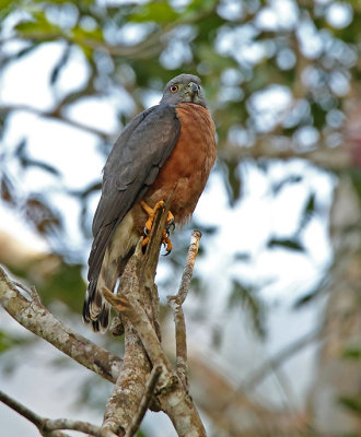 Double-toothed Kite