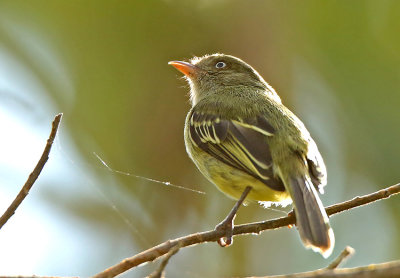 Mishana Tyrannulet