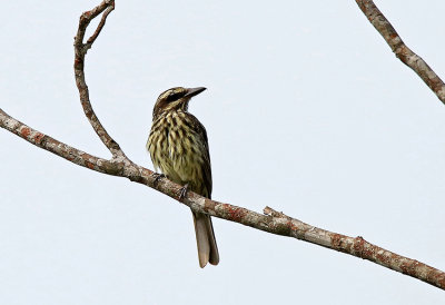 Streaked Flycatcher