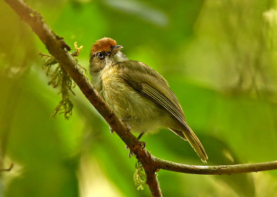 Tawny-crowned Greenlet