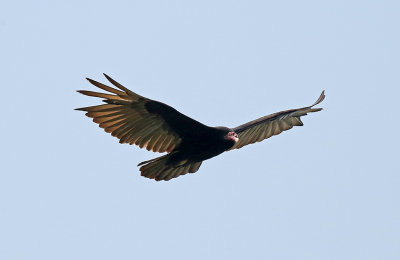 Turkey Vulture