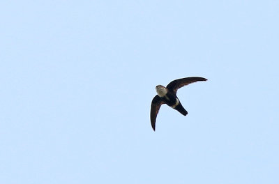 White-tipped Swift