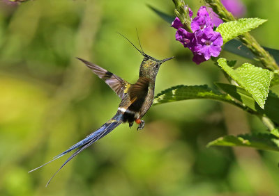 Wire-crested Thornbill