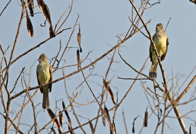 Yellow-bellied Elaenia