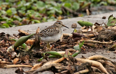 Pectoral Sandpiper