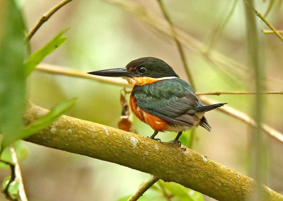 American Pygmy Kingfisher