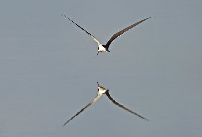 Black Skimmer