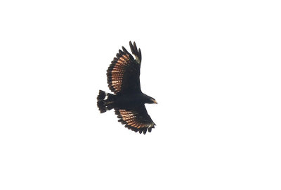 Common Black-Hawk