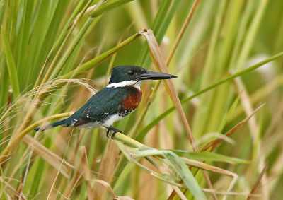 Green Kingfisher