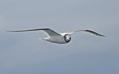 Sabine's Gull