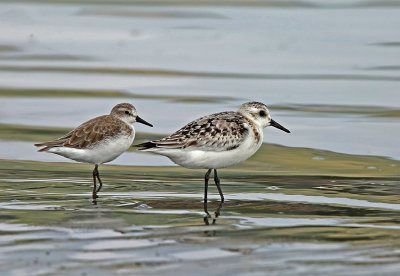 Sanderling and Semipalmated Sandpiper