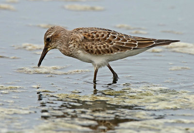 White-rumped Sandpiper