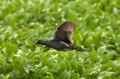 Common Gallinule