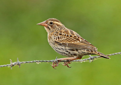 Peruvian Meadowlark
