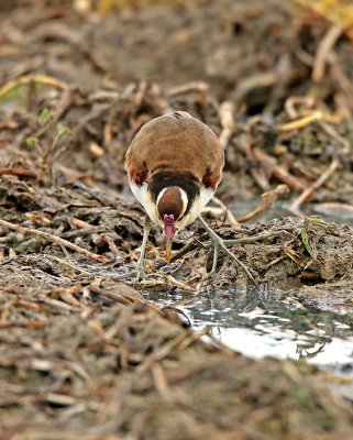 Wattled Jacana