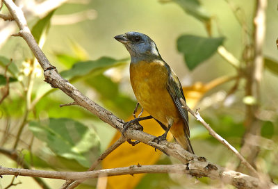 Blue-and-yellow Tanager