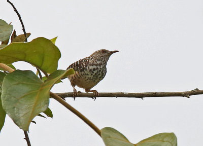 Band-backed Wren