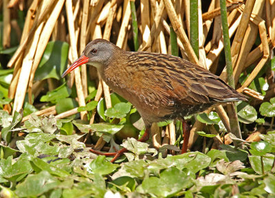 Ecuadorian Rail