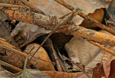 Basiliscus galeritus