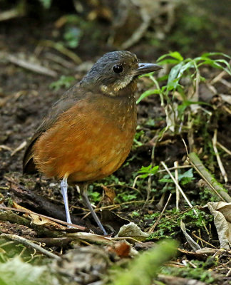 Mustached Antpitta