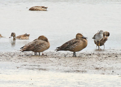 Northern Pintail