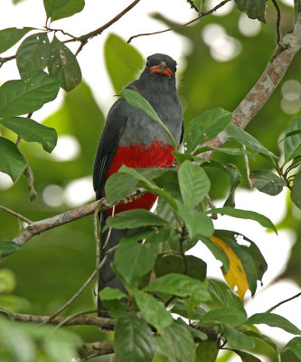 Slaty-tailed Trogon