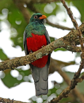 Slaty-tailed Trogon