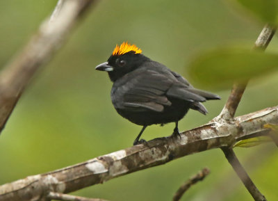 Tawny-crested Tanager