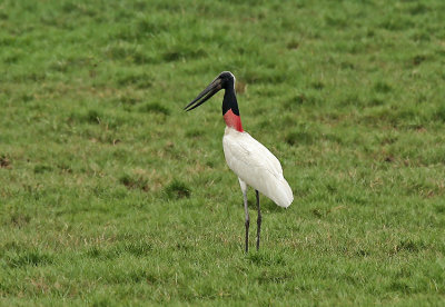 Jabiru