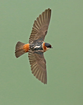 Chestnut-collared Swallow