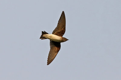 Gray-breasted Martin