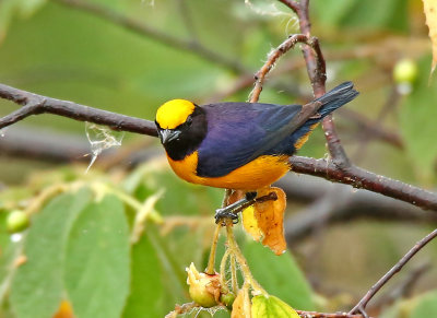 Orange-crowned Euphonia