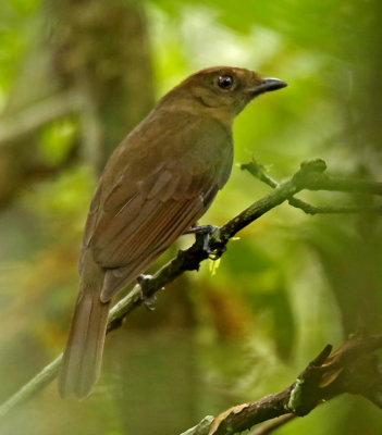 Brown-winged Schiffornis