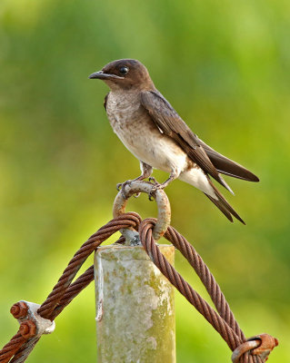 Gray-breasted Martin