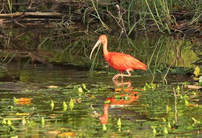 Scarlet Ibis