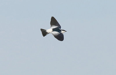 White-winged Swallow