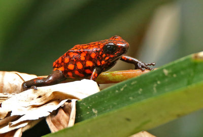 Dendrobates silvaticus