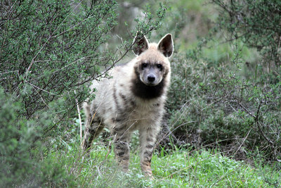 Striped Hyena (in the Jerusalem hills)