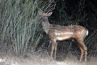 Persian Fallow Deer