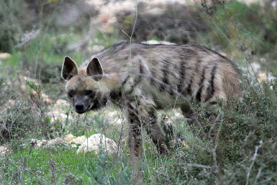 Striped Hyena (in the Jerusalem hills)