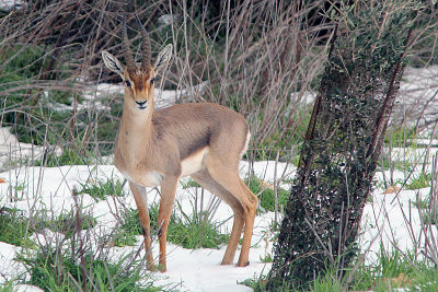 A gazelle in the snow