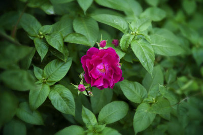 A red rose surrounded by puple potato plants