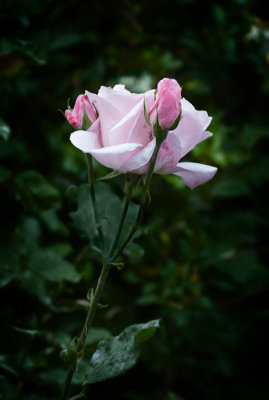 A rose is pink among the green