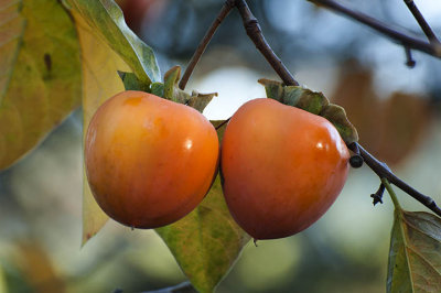 Perfect persimmons