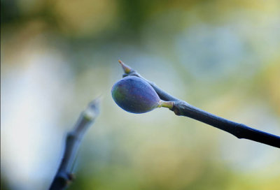 The last fig of the year