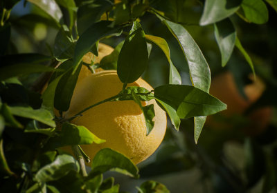 A grapefruit peeks through the leaves