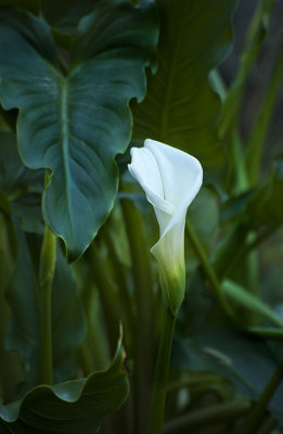 Cala Lily coming in to blossom