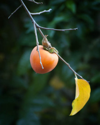 A lone persimmon 