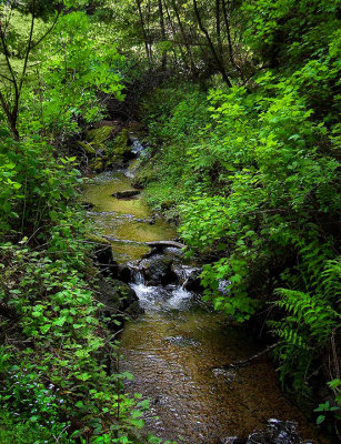 Bear creek - Point Reyes